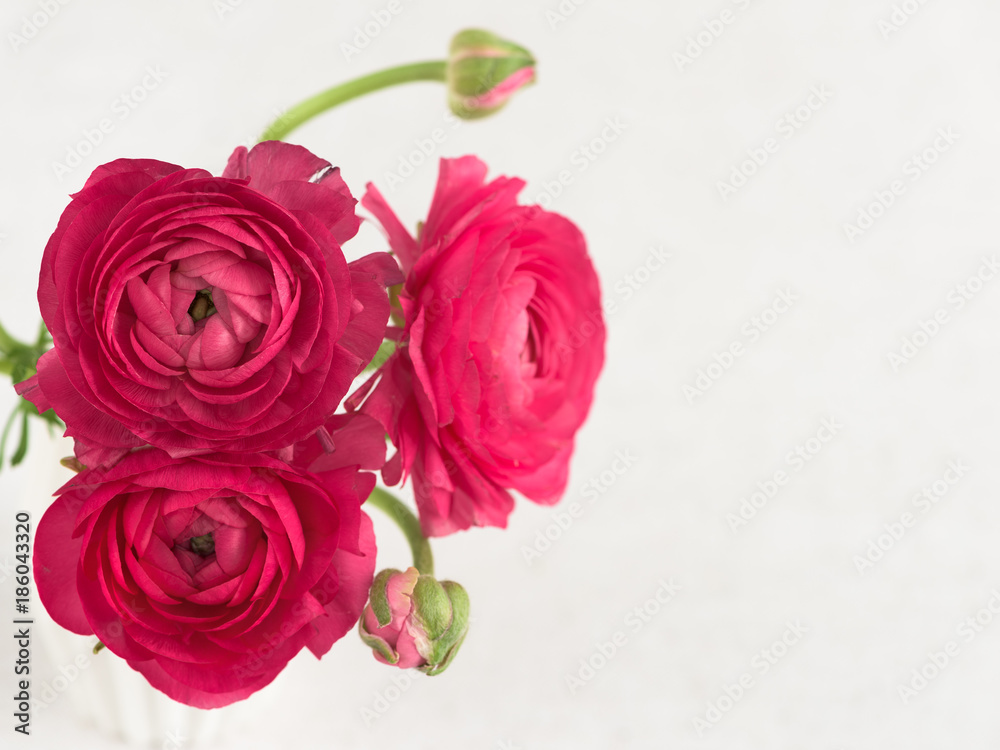 Fototapeta premium Pink ranunculus close up, top view