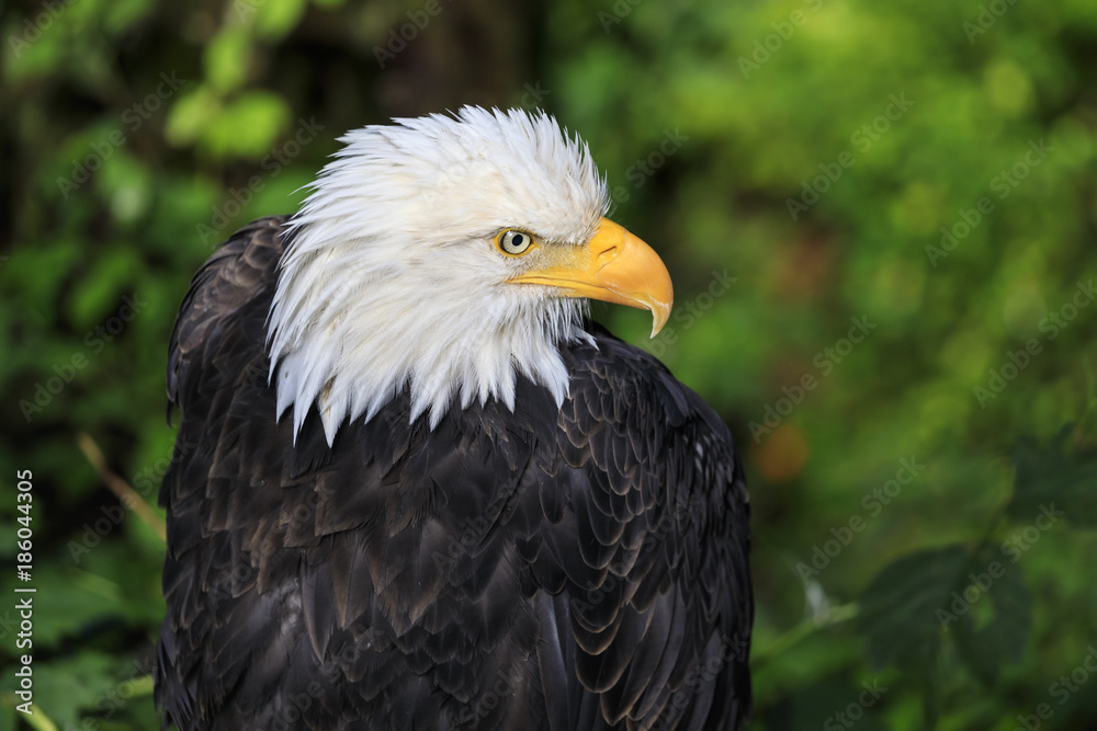 Bald eagle (Haliaeetus leucocephalus) portrait, Alaska Raptor Rehabilitation Center, Sitka, Baranof Island, Alaska Bald eagle (Haliaeetus leucocephalus) portrait, Alaska Raptor Rehabilitation Center, Sitka, Baranof Island, Alaska