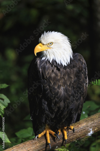 Bald wagle (Haliaeetus leucocephalus) portrait, Alaska Raptor Rehabilitation Center, Sitka, Baranof Island, Alaska photo