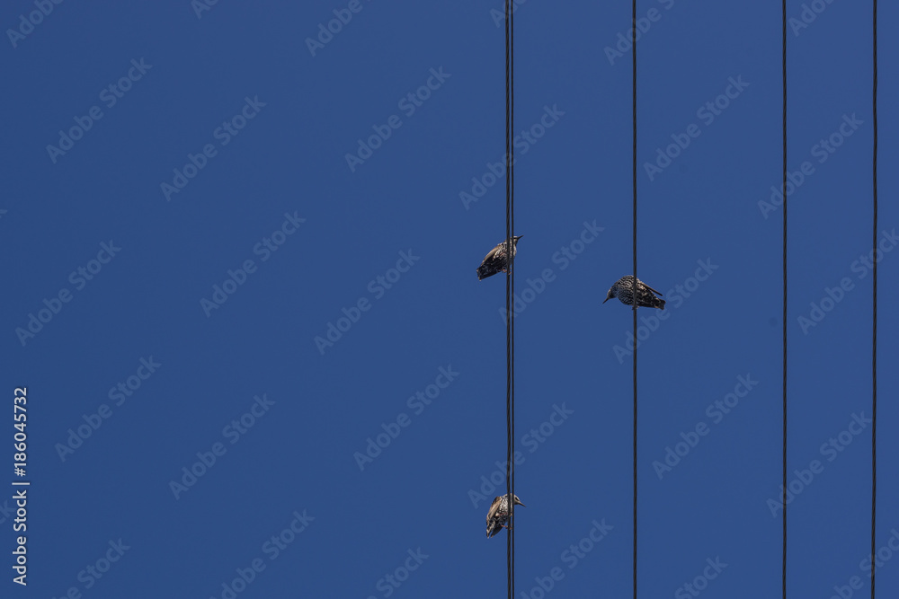 A flock of starlings sitting on the wires of the power line against the blue sky A flock of starlings sitting on the wires of the power line against the blue sky