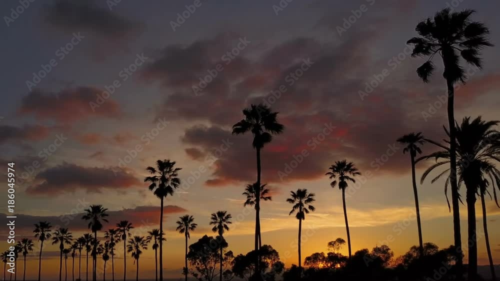 custom made wallpaper toronto digitalSilhouette of palm trees and a beautiful sunset.