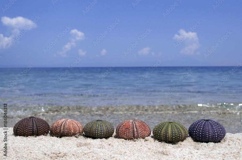 Obraz premium Variety of colorful sea urchins on sandy beach