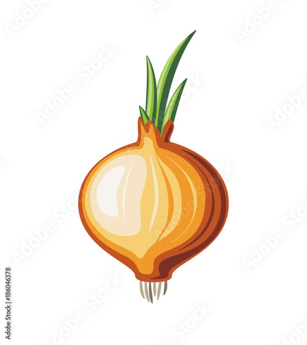 Bulb onion on white background