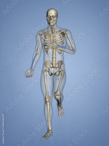 Radius, Human Skeleton, 3D Model