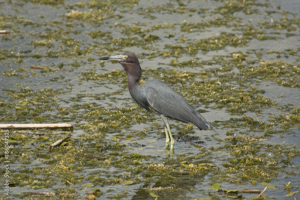 Little blue heron swallowing a big crawfish in central Florida. Little blue heron swallowing a big crawfish in central Florida.