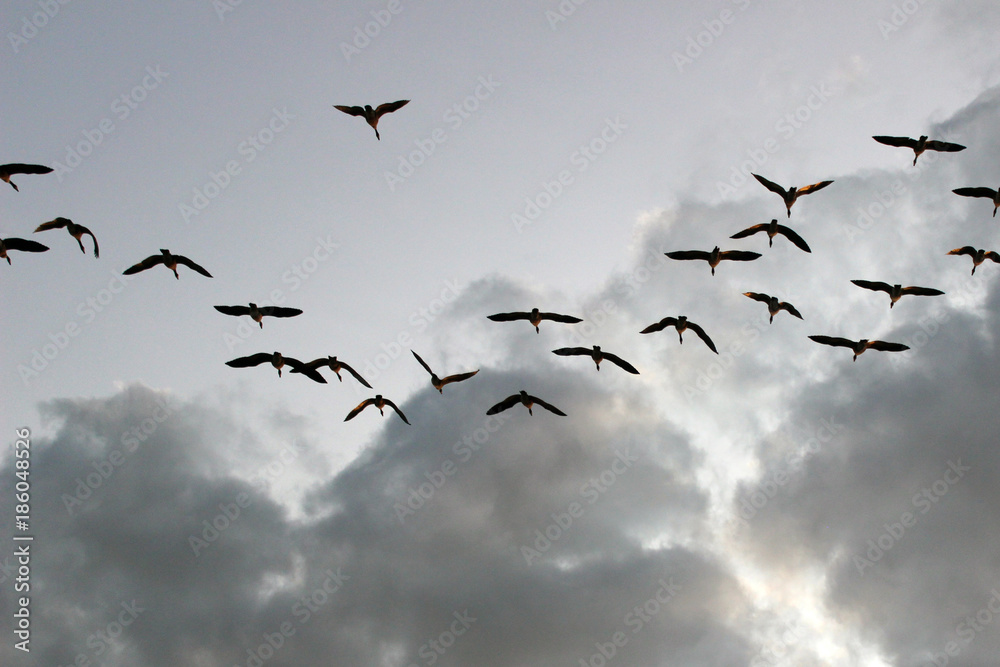 sky flying birds