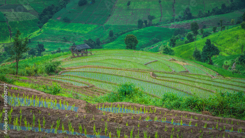 Wallpaper Mural Rice Rice Cultivation Torontodigital.ca