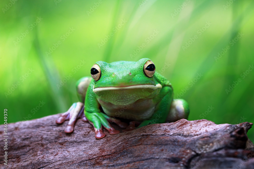 White lipped tree frog, tree frog in reflection White lipped tree frog, tree frog in reflection