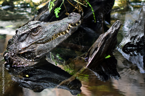 Head of caiman with reflection