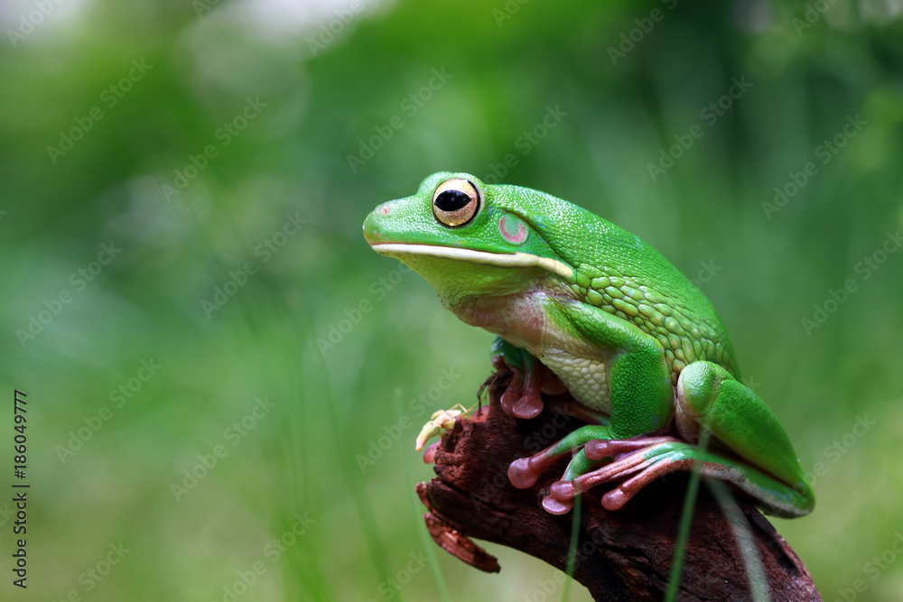 White lipped tree frog, tree frog in reflection White lipped tree frog, tree frog in reflection