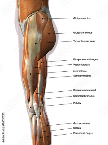 Female Leg Muscles Lateral View Labeled photo