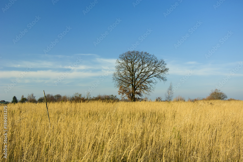Lonely leafless tree in the dry grass on a background of blue sky
