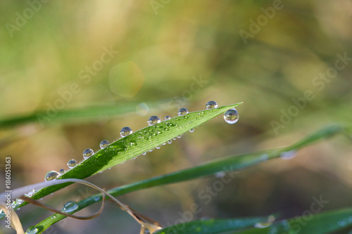 Drops of water on the grass stems.