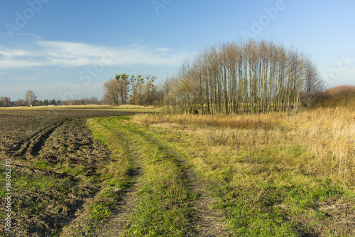 Road through fields and meadows  copse and blue sky