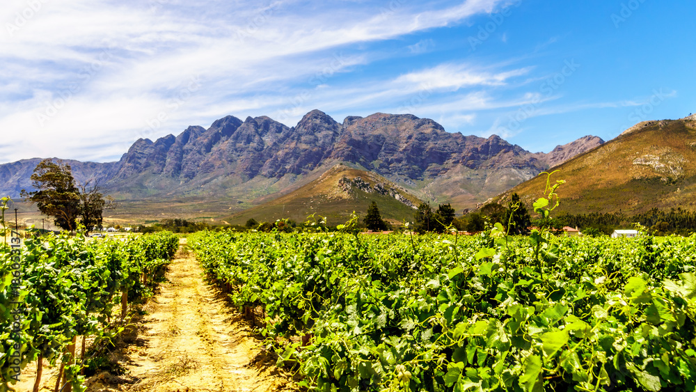 Fototapeta premium Vineyards and surrounding Mountains in spring in the Boland Wine Region of the Western Cape in South Africa