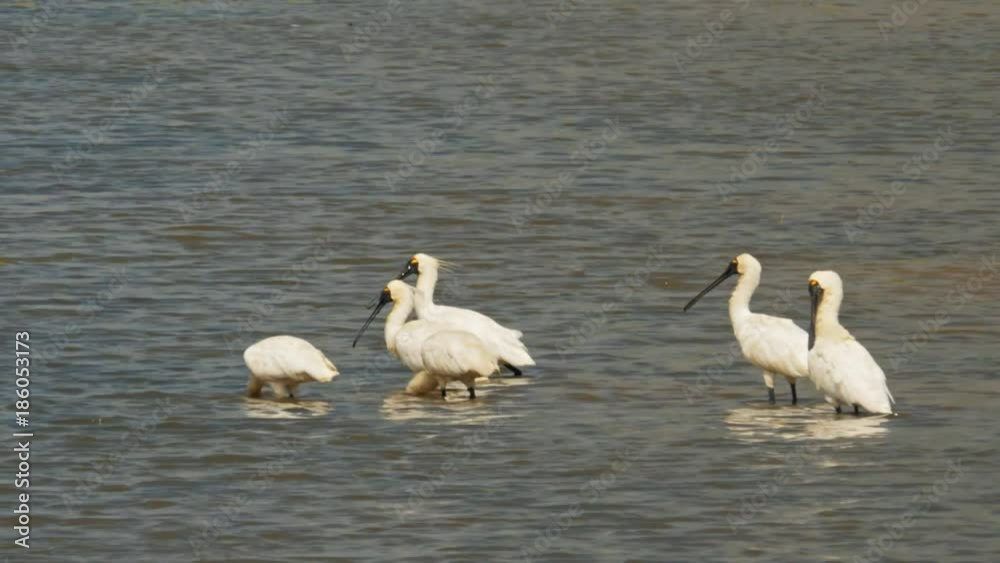 black-billed spoonbills at bird billabong in mary river national park near kakadu