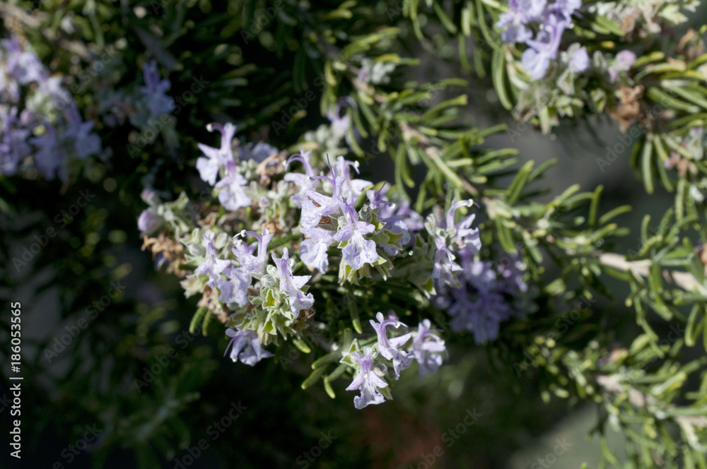 ローズマリーの花