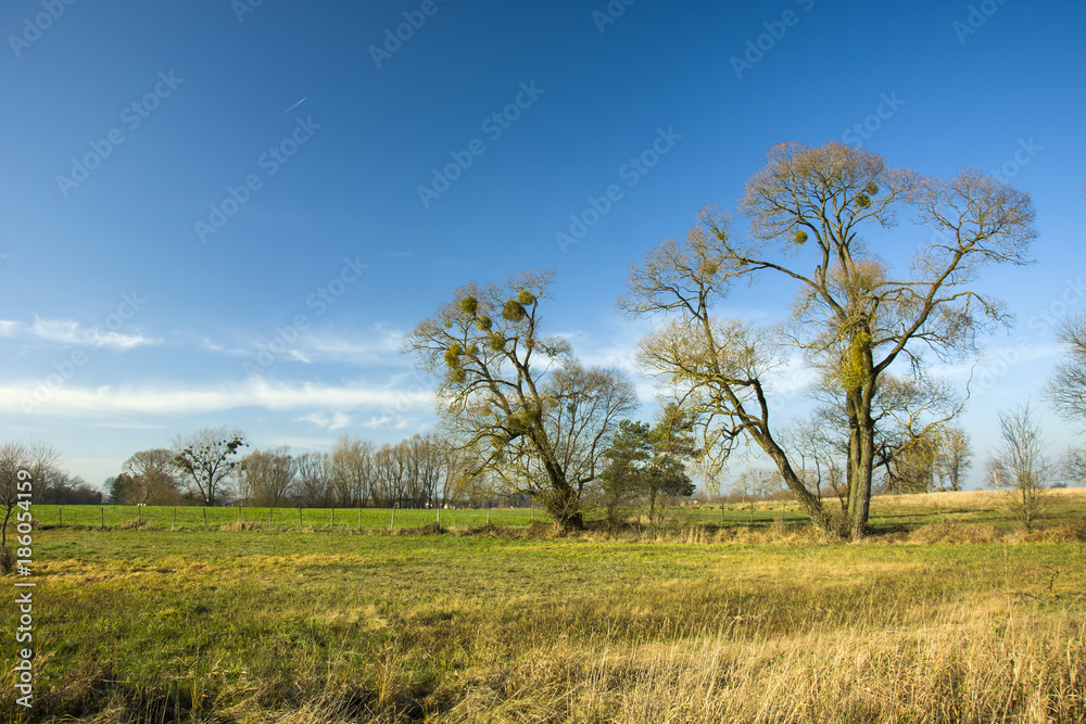 Large leafless trees on the meadow and blue sky