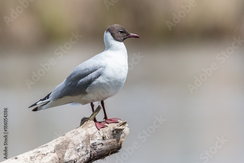 Lachmöwe auf Ausguck