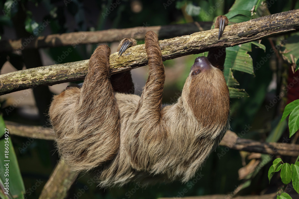 Fototapeta premium Linnaeus's two-toed sloth (Choloepus didactylus)