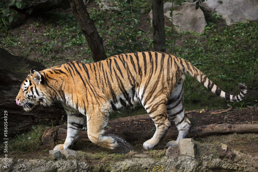 Obraz premium Siberian tiger (Panthera tigris altaica)