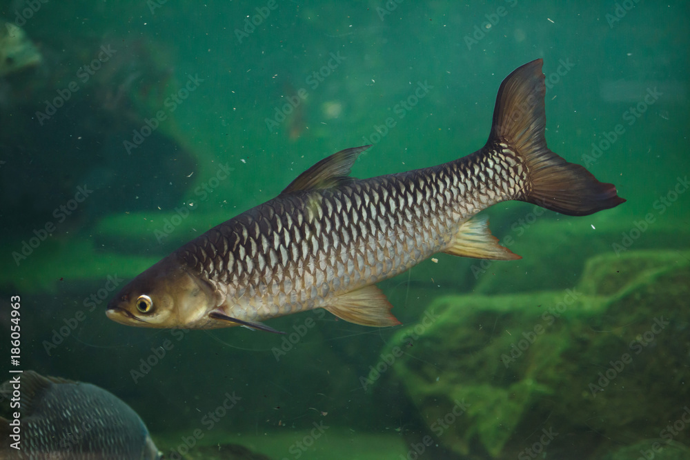 Fototapeta premium Hoven's carp (Leptobarbus hoevenii)