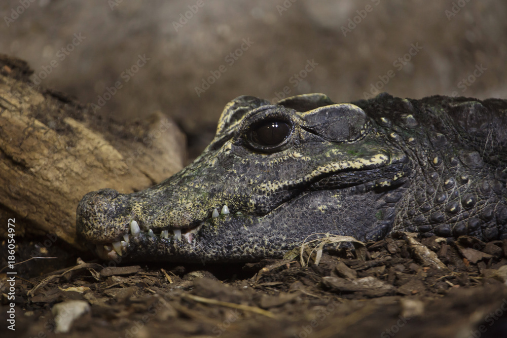 Fototapeta premium Dwarf crocodile (Osteolaemus tetraspis)