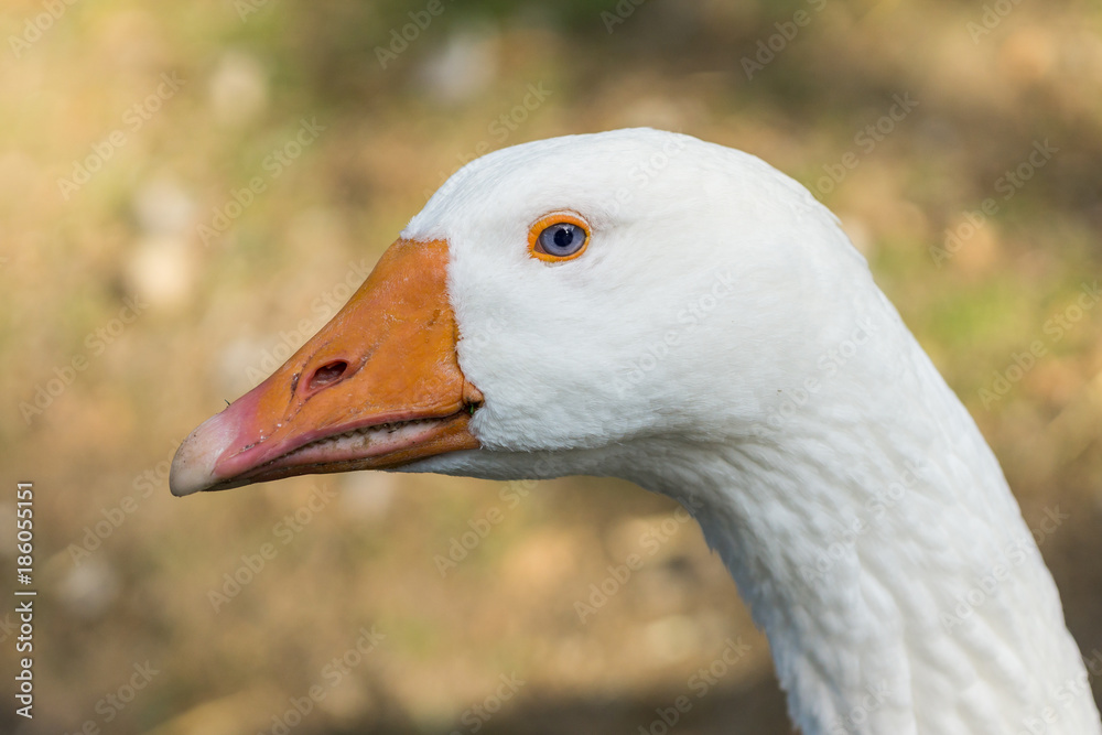 Hausgans Portrait