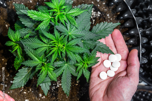 Medicinal Cannabis. Hands holding pills and Marijuana Leaves on Top of Plants photo