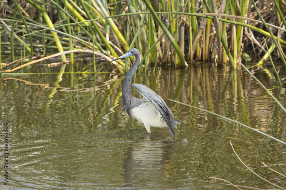 Tricolored heron wading in the water of a Florida swamp.