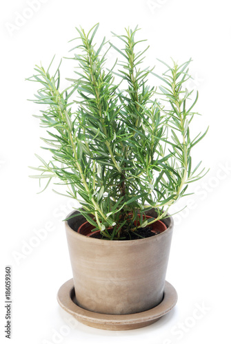 Rosemary  plant on white background