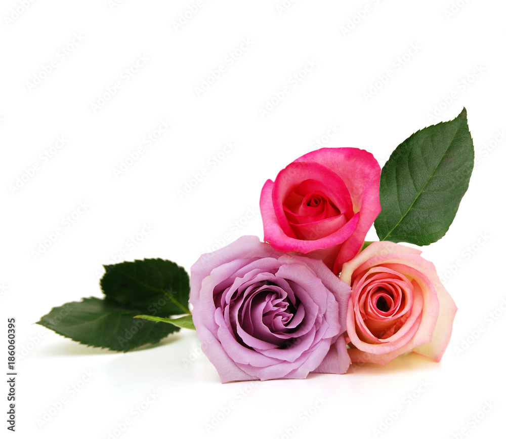 Three rose flowers isolated on white