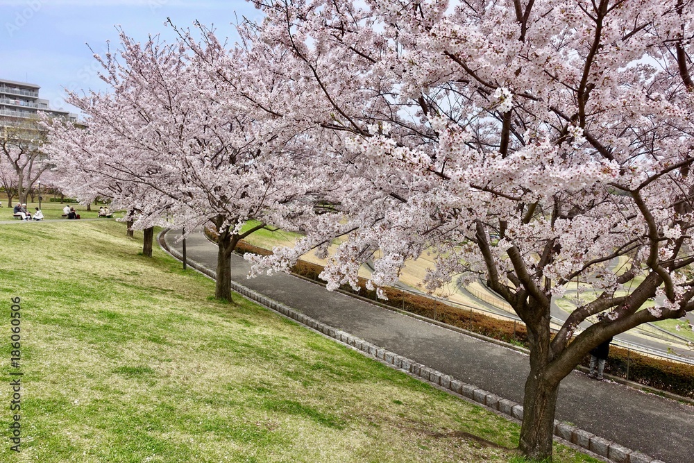 桜