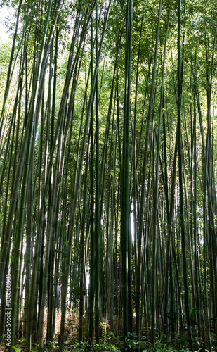 Bamboo Forrest