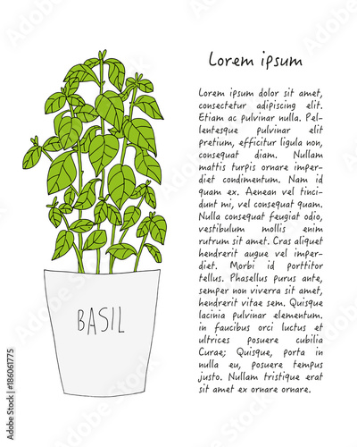 Bazylia basil