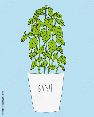 Bazylia basil