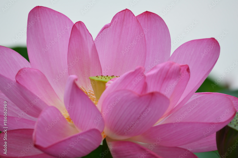 開花したピンク色の蓮の花