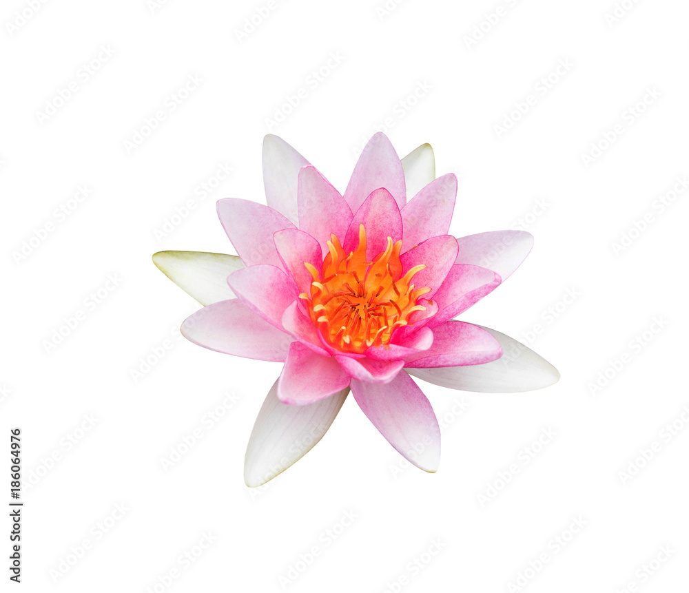 Fototapeta premium Pink waterlily isolated on white background