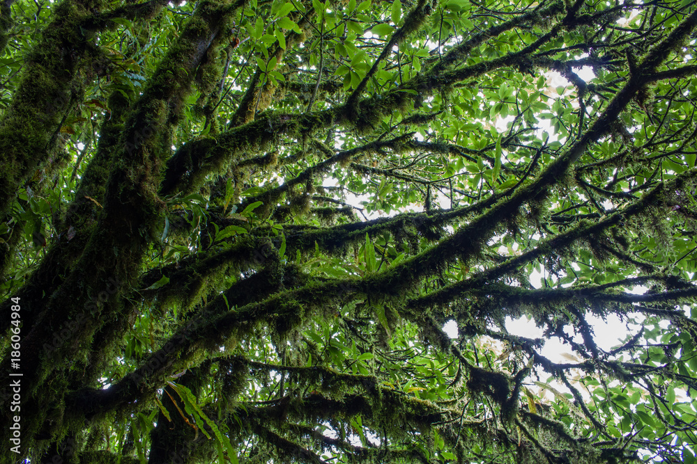 Aerial forest Lifestyles Aerial forest Lifestyles