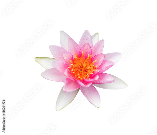 Pink waterlily isolated on white background