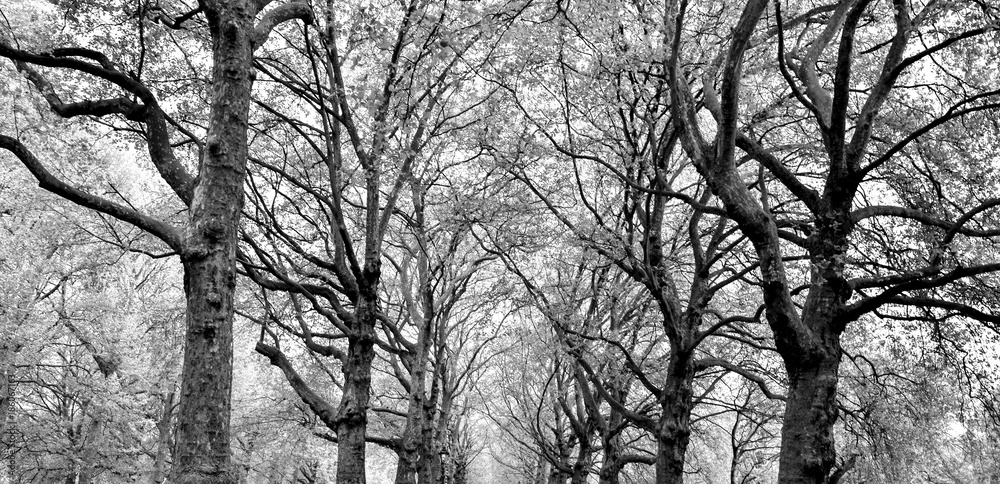 Black and White Tree Branches