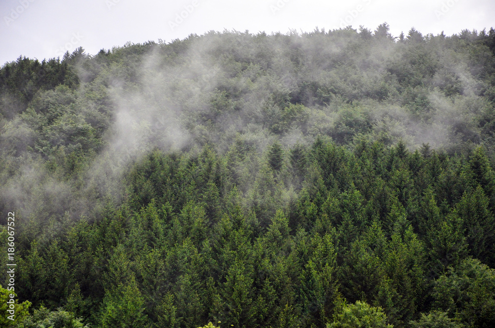 Fog winding through pine trees