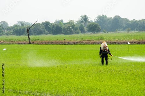 Pesticides from rice © khunkornStudio