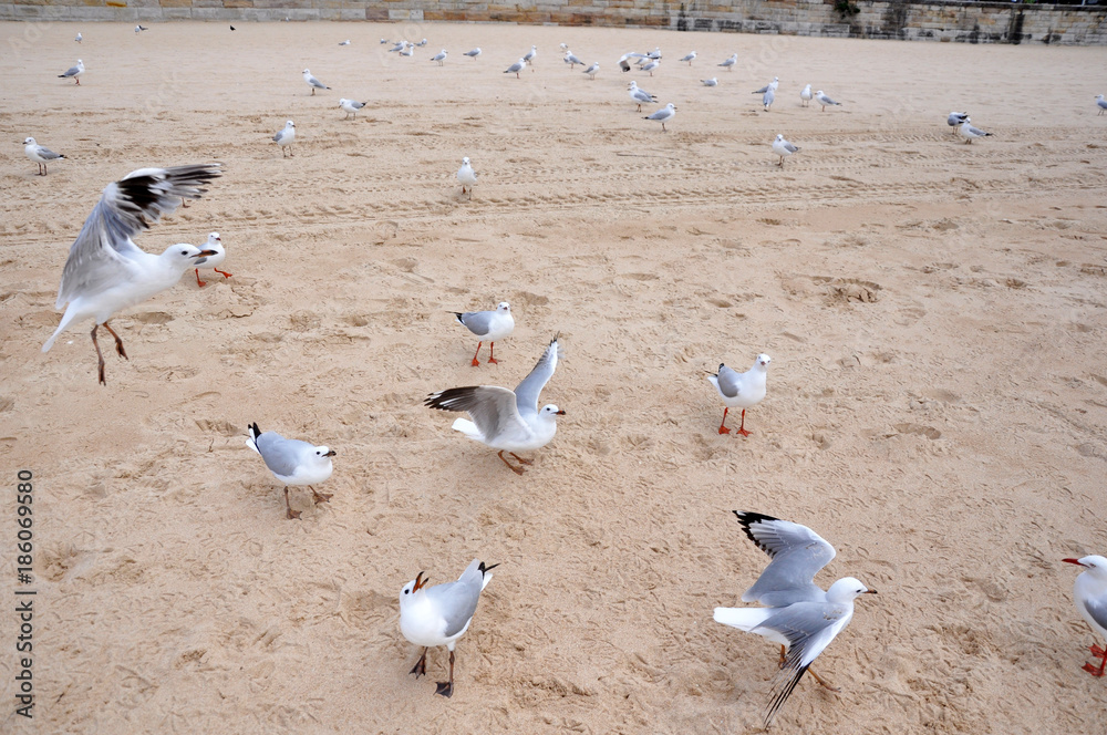 Fototapeta premium Flock of seagulls