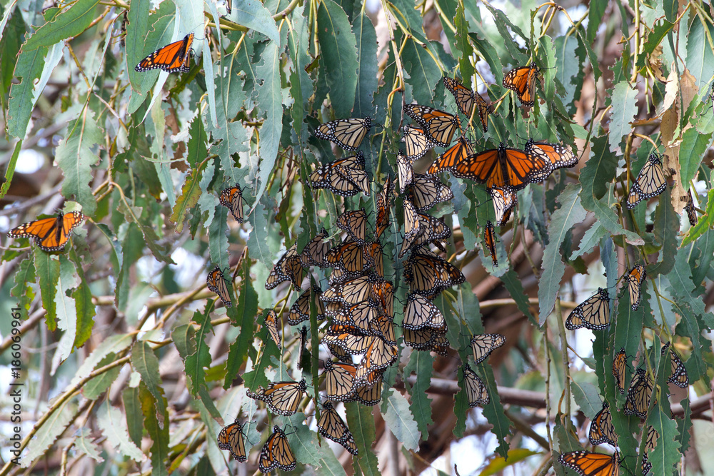 Obraz premium Many Monarch Butterflies in a Eucalyptus tree, wings fluttering. The monarch butterfly may be the most familiar North American butterfly and an iconic pollinator species.
