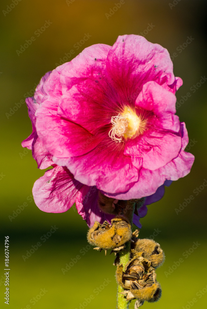 Fototapeta premium isolated pink flower under the sun with blur green background