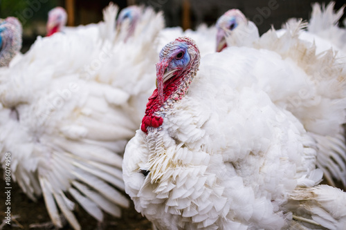 Breeding turkeys on a farm.