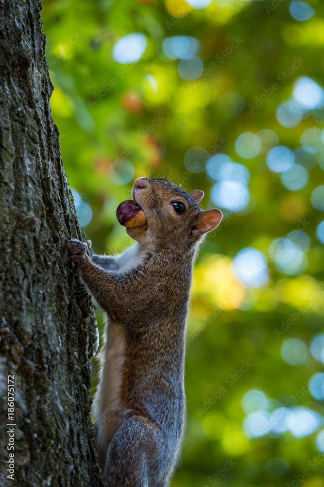 squirrel climbing the tree while holding a nut in its mouth squirrel climbing the tree while holding a nut in its mouth