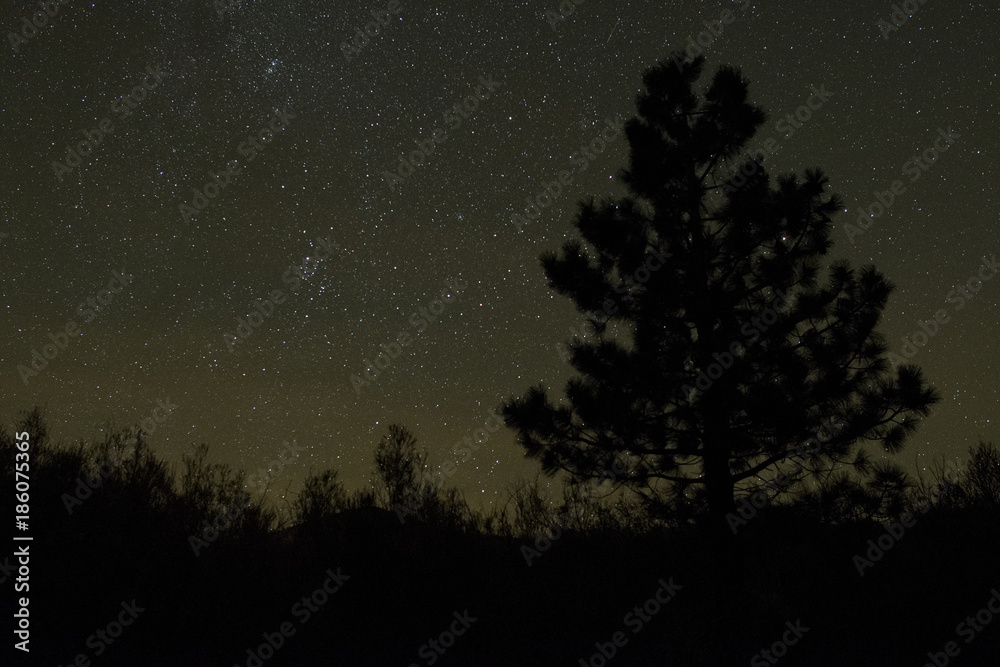 Stars and Pine Tree at Convict Lake, CA