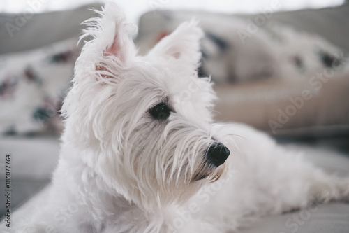 white westie dog photo